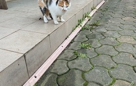 koty i kotki (2)