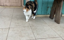 koty i kotki (1)