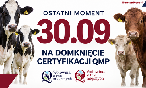 dwie krowy i data 30 września